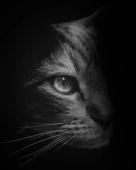 Dark-Cat